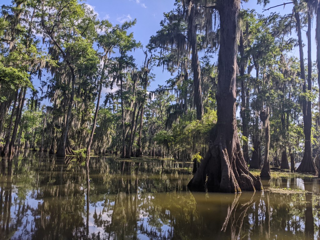 cypress trees in Louisiana swamp